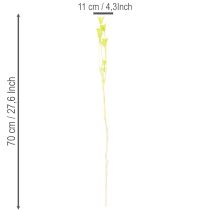 položky Sušené květy Nigelly, okouzlující přírodní dekorace do pokoje/domácnosti, 70 cm, 50 g