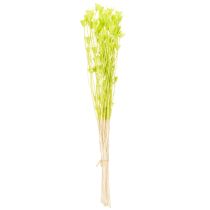 položky Sušené květy Nigelly, okouzlující přírodní dekorace do pokoje/domácnosti, 70 cm, 50 g