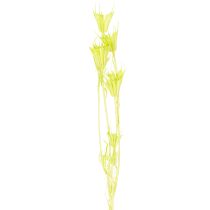 položky Sušené květy Nigelly, okouzlující přírodní dekorace do pokoje/domácnosti, 70 cm, 50 g