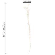 položky Sušené květy Nigelly, kytice elegantní přírodní dekorace pro exkluzivní interiéry, 70 cm, 50 g