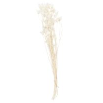 položky Sušené květy Nigelly, kytice elegantní přírodní dekorace pro exkluzivní interiéry, 70 cm, 50 g