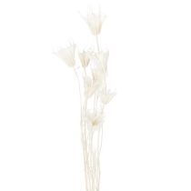 položky Sušené květy Nigelly, kytice elegantní přírodní dekorace pro exkluzivní interiéry, 70 cm, 50 g