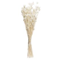 položky Sušené květy Nigella Orientalis, černý kmín, bílý 50 cm, 100 g