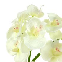 Orchidej krémová-bílá L57cm 6ks