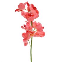 položky Orchidej Mokara Losos 50cm 6ks