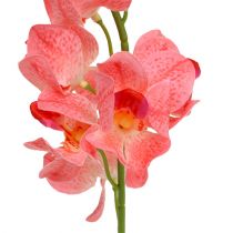 položky Orchidej Mokara Losos 50cm 6 ks