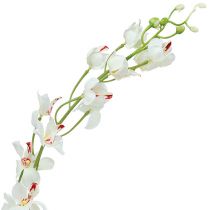 Orchidej Mokara bílá 92cm 3ks