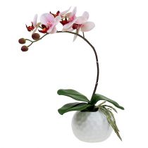 položky Růžová orchidej v keramickém květináči 31 cm