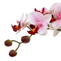 Orchidej růžová v keramickém květináči 31cm