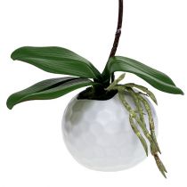 položky Růžová orchidej v keramickém květináči 31 cm