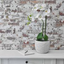 Orchidej bílá na 65cm žárovce