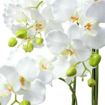 Orchidej bílá se zeměkoulí 110cm