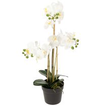 položky Umělá orchidej v květináči pro harmonickou atmosféru, bílá, 60 cm