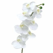 Orchidej bílá 77cm