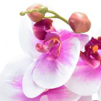 položky Orchidej umělá Phalaenopsis 4 květy bílá růžová 72cm