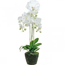 položky Umělá orchidej do květináče bílá 80cm