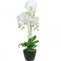 položky Umělá orchidej do květináče bílá 80cm