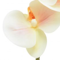 položky Umělá orchidej krémová Orange Phalaenopsis 78cm