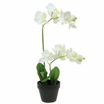 Orchideje bílé v květináči umělá rostlina H35cm