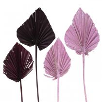 položky Palmspear Mix Pink Berry, White Washed Memorial Floristry 65 ks