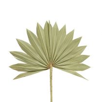 Palmspear Sun mini příroda 50p