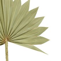 Palmspear Sun mini příroda 50p