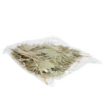 položky Palmspear Sun mini příroda 50 ks