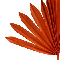 položky Palmspear Sun mini Orange 50 ks