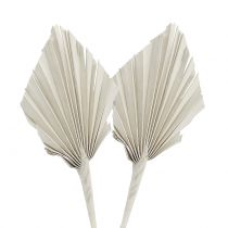 položky Palmspear Mini White vyprané 100 ks