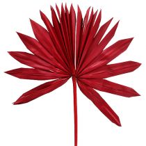 Palmspear Sun Red 30ks