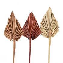 položky Palmspear mini assorted Maroko 30 ks