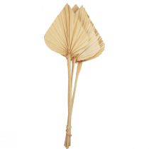 položky Palmspear Palmové listy přírodní dekorace bělené 12,5×38cm 4ks