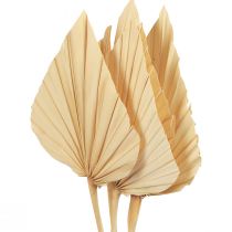 Palmspear Palmové listy přírodní dekorace bělené 12,5×38cm 4ks