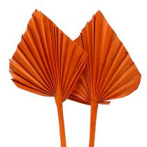 Palm Spear Orange 65ks