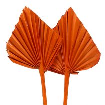 položky Palmspear Orange 65 ks