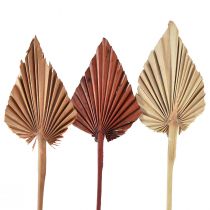 položky Palmspear assorted Maroko 30 ks