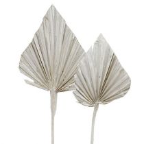 položky Palmspear nabílený 10cm - 15cm L33cm 65 ks