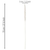 položky Sušené květiny pampové trávy bělené 70 cm 15 ks