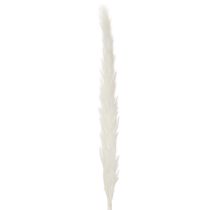 položky Sušené květiny pampové trávy bělené 70 cm 15 ks