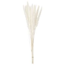 položky Sušené květiny pampové trávy bělené 70 cm 15 ks