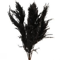 položky Pampas tráva černá 65-75cm suchá tráva přírodní dekorace 6 kusů