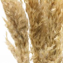 položky Suchá dekorace pampová tráva sušená bělená 70-75cm 6ks