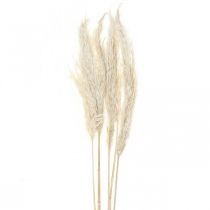 položky Pampas tráva sušená Bělená suchá deco 65-75cm 6ks ve svazku