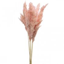 Pampová tráva sušená růžová suché květinářství 65-75cm 6ks ve svazku