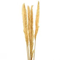 Pampas tráva sušená suchá tráva krémová suchá dekorace 70cm 6ks