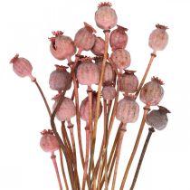 položky Dry Deco Poppy Kapsle Sušené květy růžového máku 75g