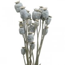 Deco Poppy White Sušené květiny Makové kapsle Papaver Banda 75g