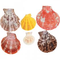 Hřebenatky, mořská dekorace, hřebenatka barevná V4,5–8cm 1kg