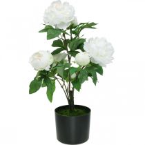 Paeonia umělá, pivoňka v květináči, dekorativní rostlina bílé květy V57cm
