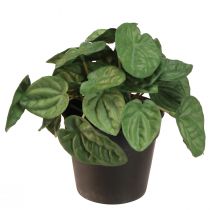položky Peperomia Green Twist - Robustní, dekorativní pokojová rostlina v květináči o průměru 20 cm